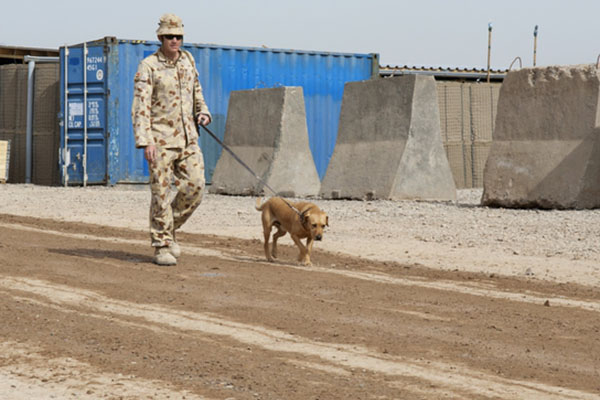 Article image for Military working dogs honoured with touching new memorial