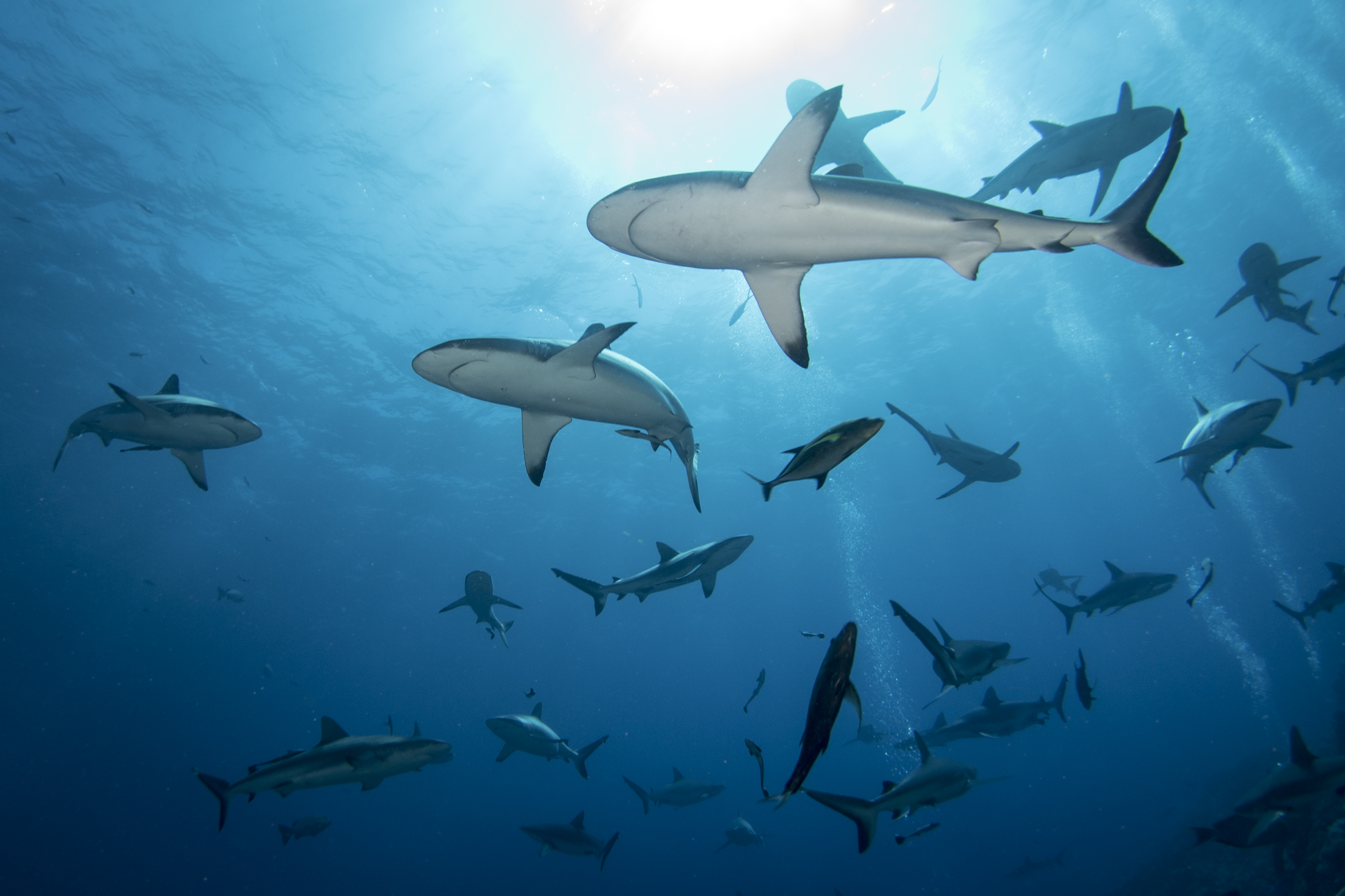 Article image for Shark control measures returning to Great Barrier Reef beaches