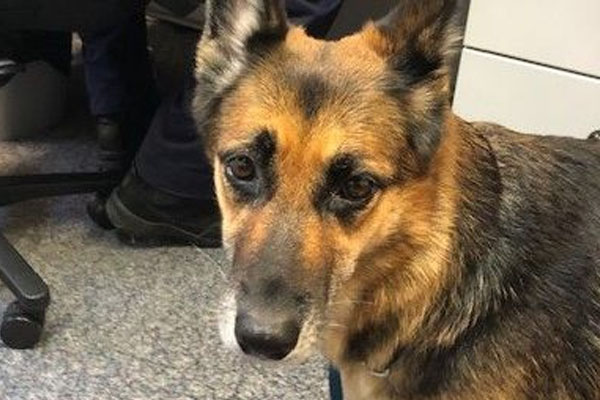 Article image for ‘An amazing miracle’: Hero German Shepherd led to owner’s rescue