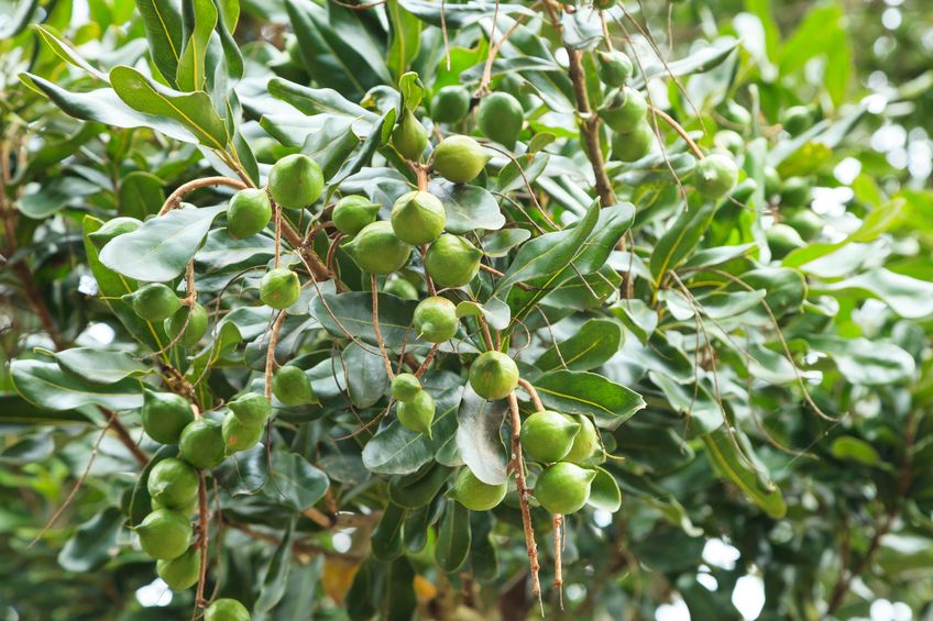Drought to again see smaller macadamia crop