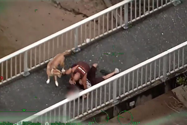 Article image for WATCH | Dog-walker tackles man fleeing police