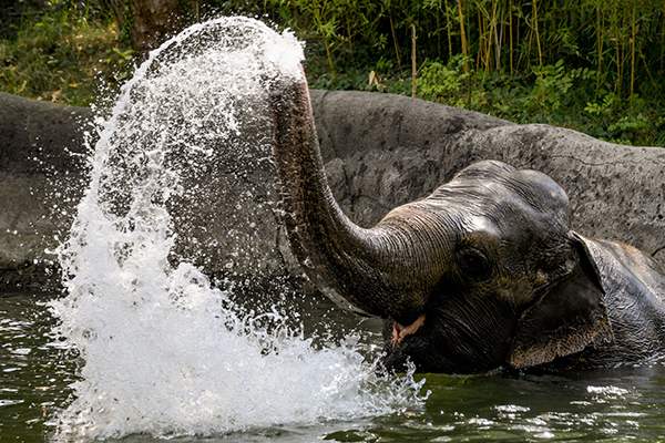 Struggling zoos thrown lifeline for ‘absolutely massive’ costs