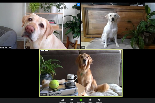 Article image for Who let the dogs out?: Guide Dog Day celebrated with giant Zoom meeting