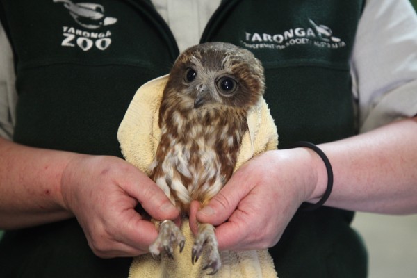 Taronga Zoo closed to public, care continues behind the scenes