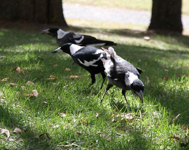 Avoid being swooped: Masks could confuse magpies
