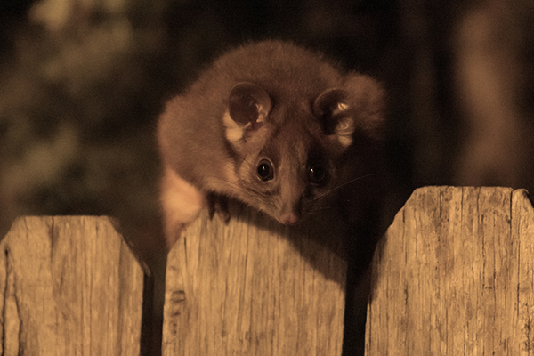 EXCLUSIVE | Extremely rare disease passed on by possum attack