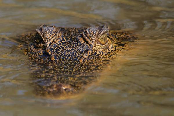 Article image for Meet Jayden, the beer stubby-wielding crocodile fighter