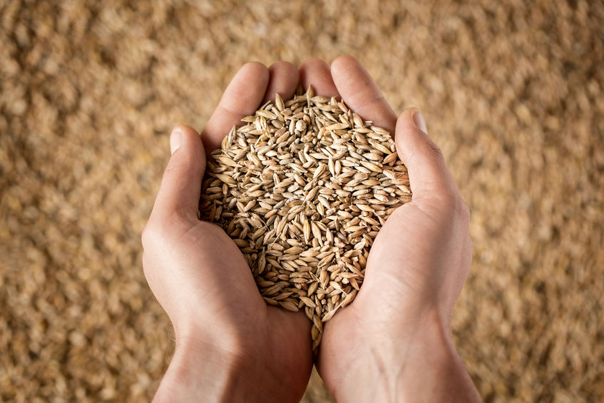 A good season ahead for grain-growing farmers