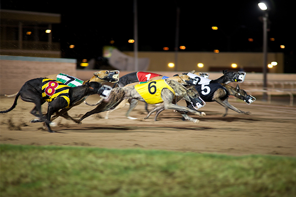 NSW greyhound industry gets animal welfare overhaul