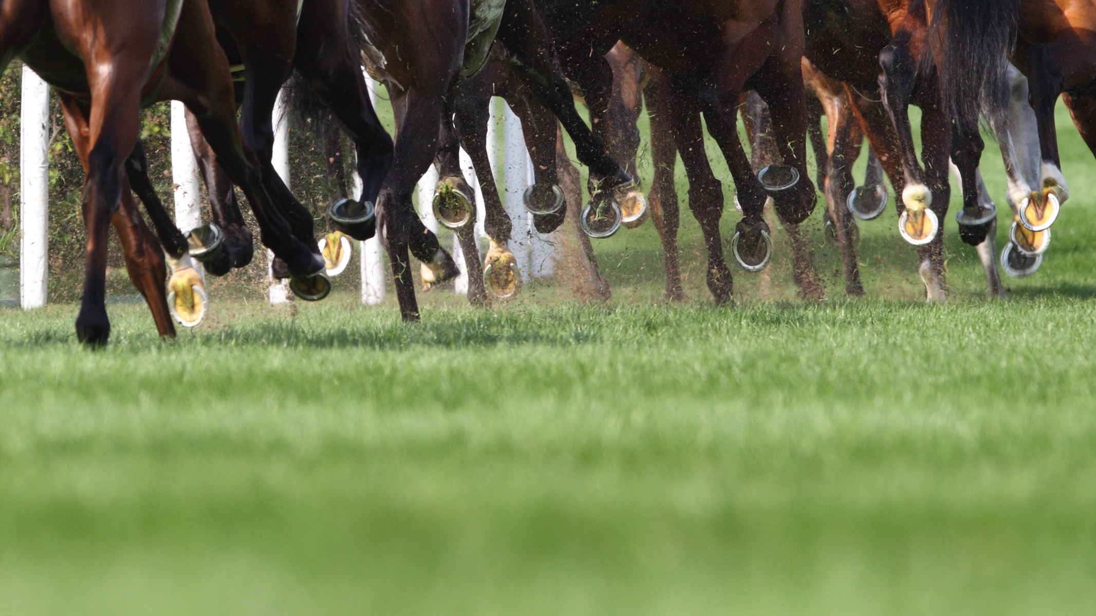 Article image for Breaking racing news: Thirteen trainers charged in QLD investigation