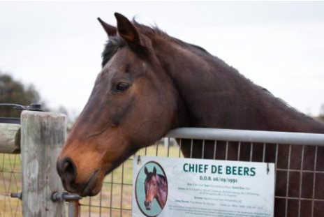 Article image for Vale Chief de Beers: Queensland Police pay tribute to beloved police horse