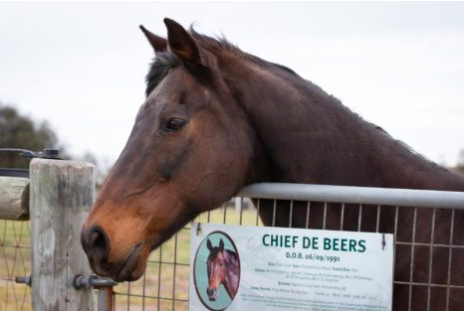 Vale Chief de Beers: Queensland Police pay tribute to beloved police horse