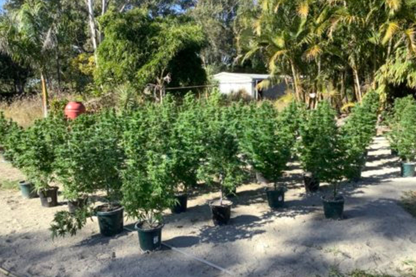 Article image for $1 million worth of cannabis found south of Brisbane