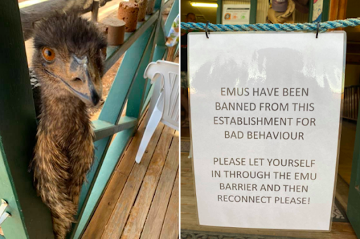 Emu invasion: The pesky pair making themselves home at a Queensland pub