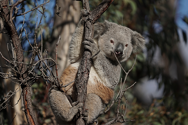 Article image for Koala breakthrough following bushfire devastation