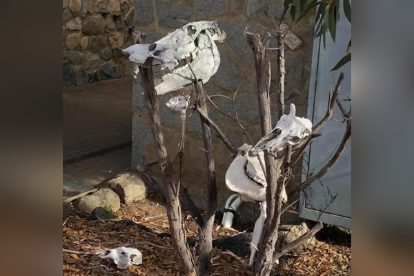 Brumby skulls displayed as trophies at the Kosciuszko National Park