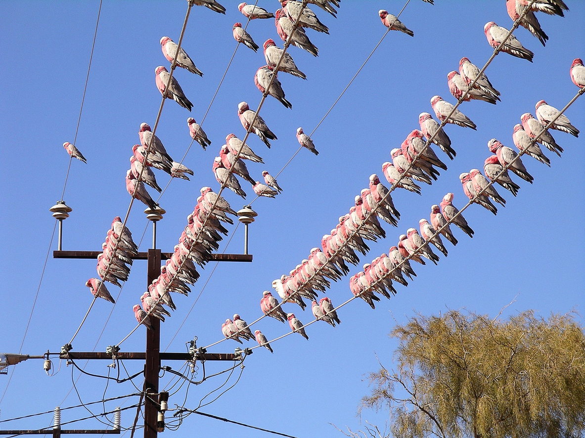 Outback town’s unconventional solution to a bird-brained problem