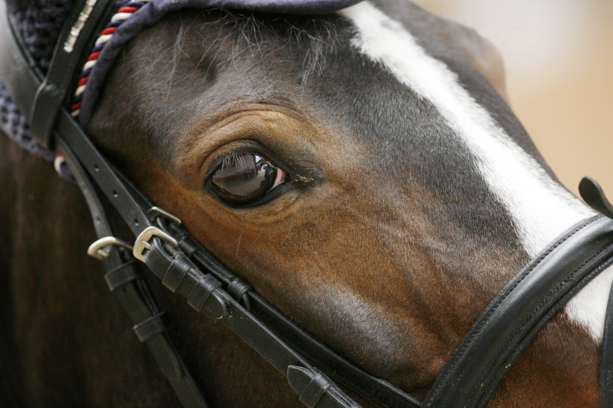 Article image for Melbourne Cup: Finche owner holds out hope for his ‘awkward’ gelding