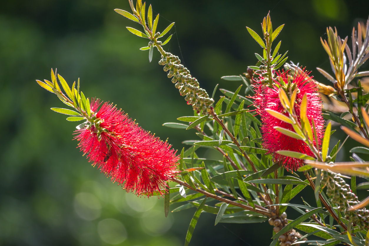 Secret gardens for rare Aussie natives threatened by feral pigs