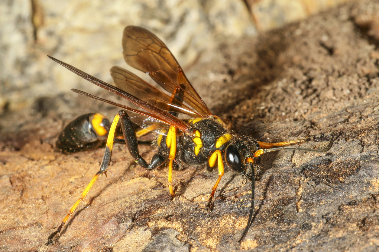 Article image for Could wasps bring down planes at Brisbane Airport?