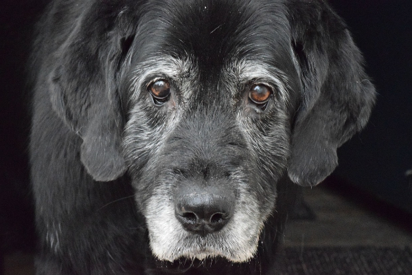New book shows old dogs can learn new tricks