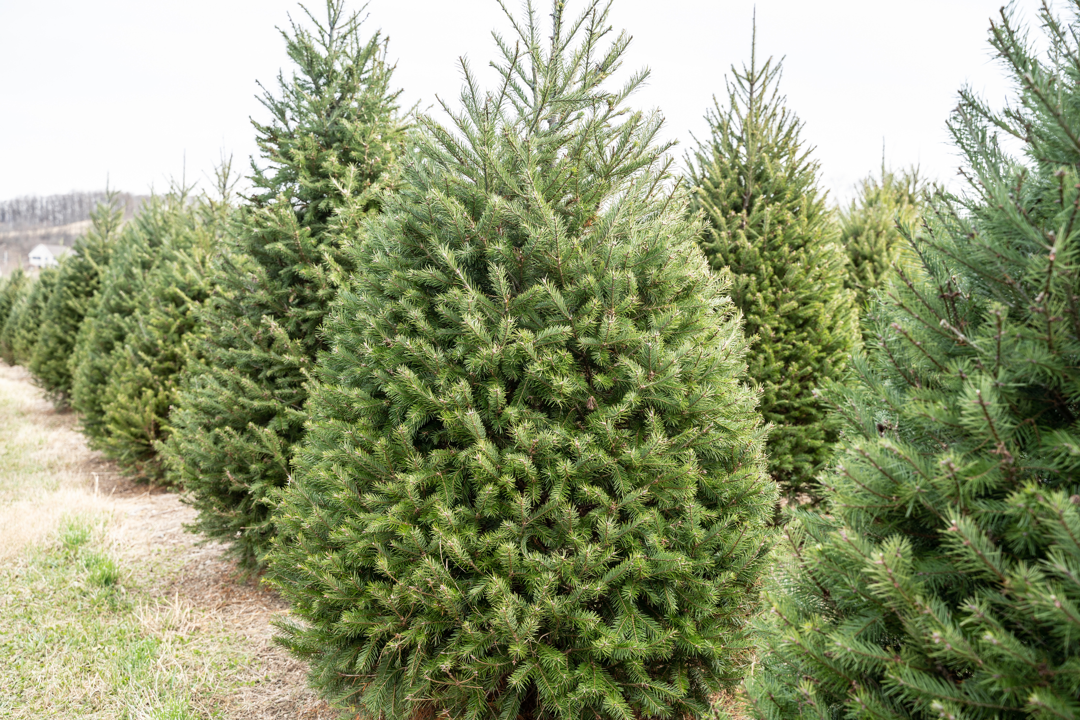 Article image for Real Christmas trees in hot demand for Queenslanders