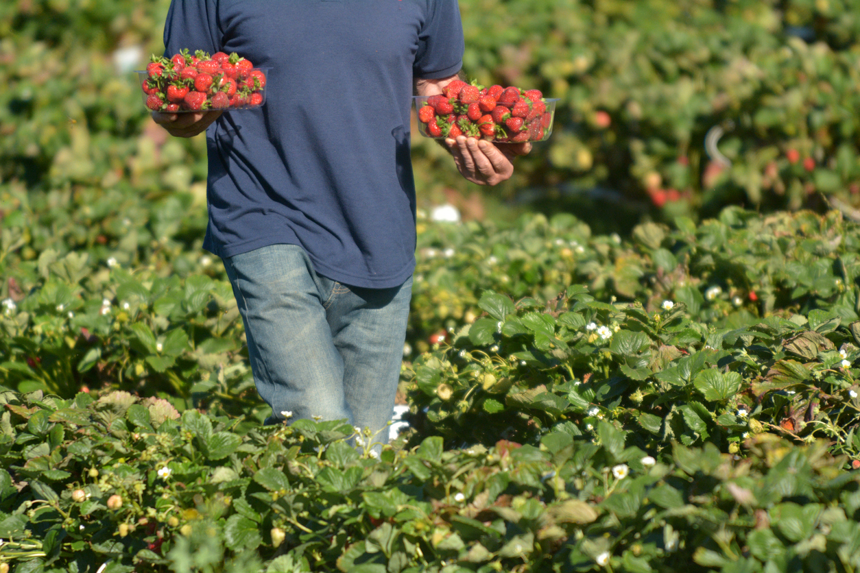 Farmers desperate for ‘bureaucratic red tape’ to be cut amid worker shortages