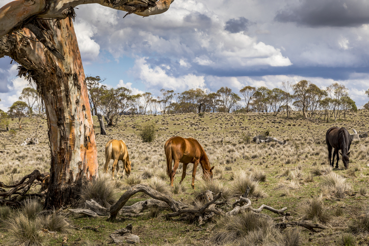 Snowy Mountain brumbies under threat