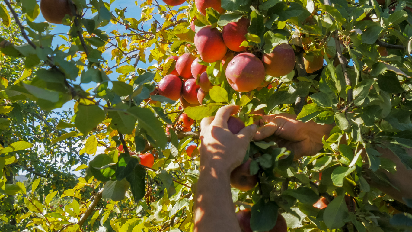 Article image for The ‘underwhelming’ take-up of the fruit-picking scheme