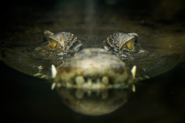 Article image for Man’s incredibly close call after fending off crocodile in Cairns