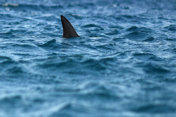 Article image for ‘Move with the science’: The way of the future to monitor sharks
