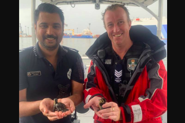 Article image for Water Police reunite lost feathery trio with mummy duck