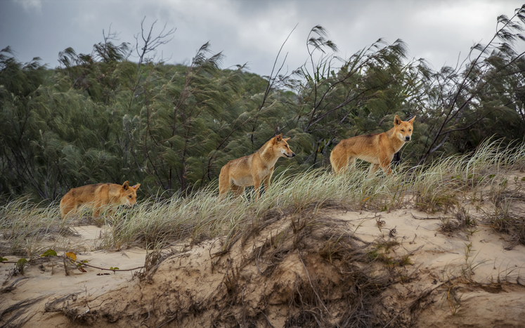 Opposition slams the handling of dingoes on K’gari