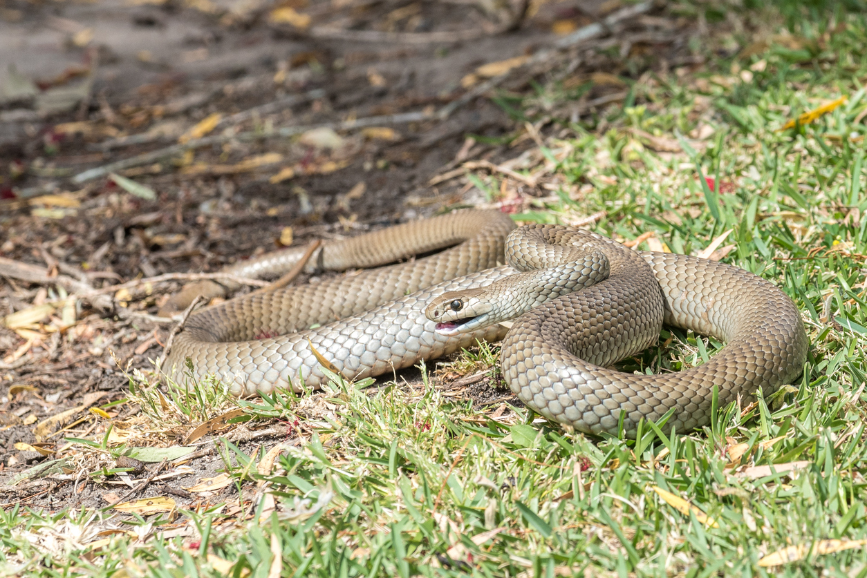 Article image for Why you might be seeing more snakes around