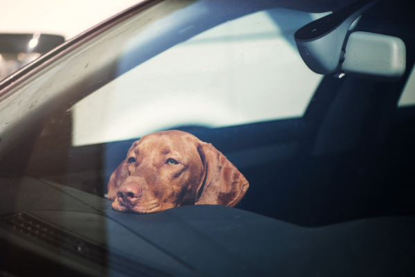 More than 180 calls to the RSPCA this year for dogs left in hot cars