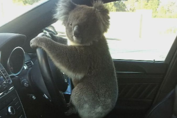 Koala stops traffic, gets behind the wheel