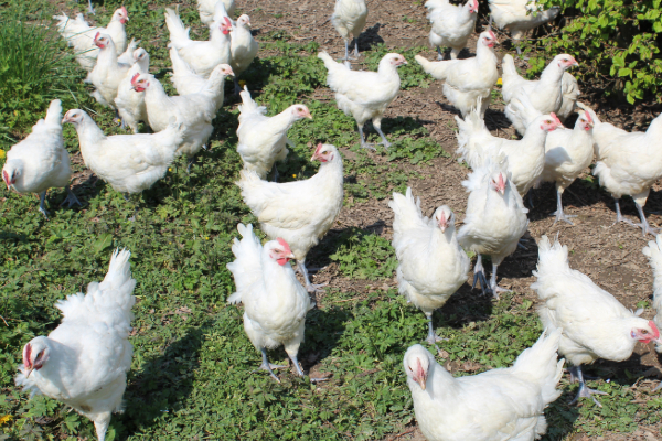 The world’s best chicken hitting Australian restaurants