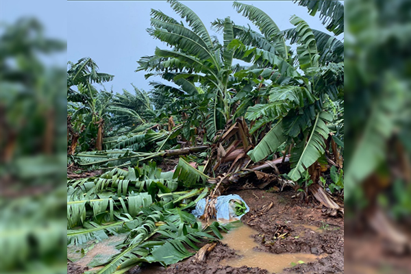 Article image for ‘That’s a lot of bananas’: Lost crops count in millions after cyclonic winds