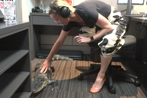 WATCH | Deborah Knight meets Rosie, the caffeine-addicted alligator