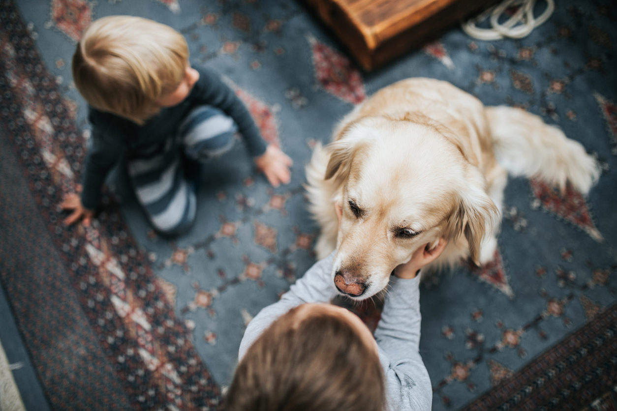 Article image for Aussie dog owners spending big on their furry friends