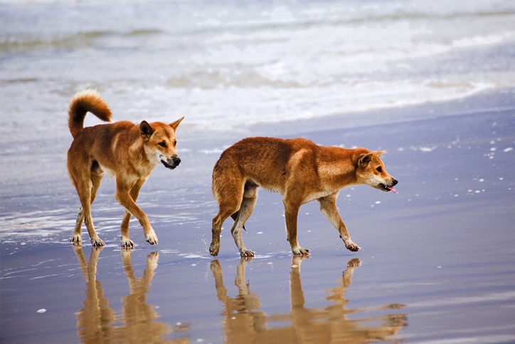 Article image for Fisherman hit with fines over Fraser dingoes