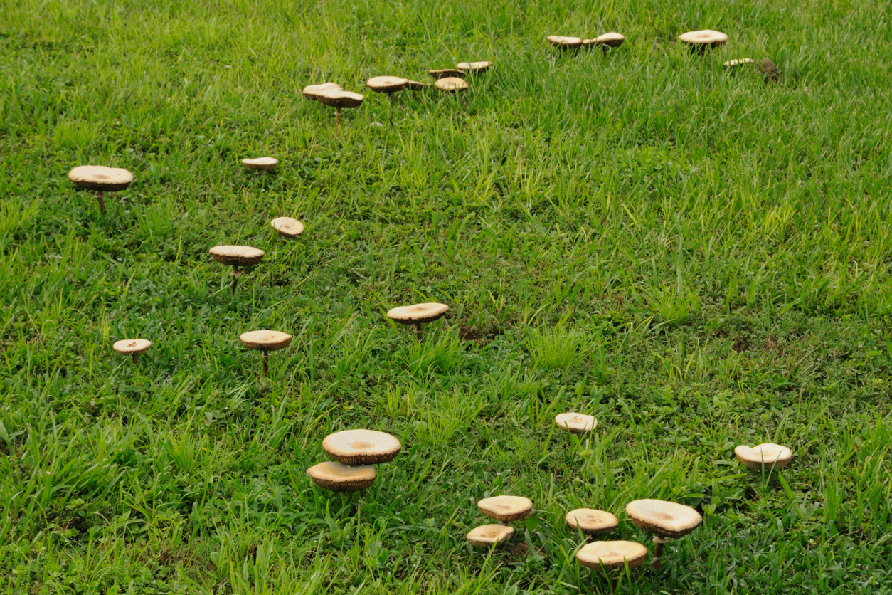 Article image for Seeing more mushrooms in the garden? Here’s why!