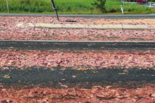 Article image for Massive clean up operation after chicken guts spill onto highway