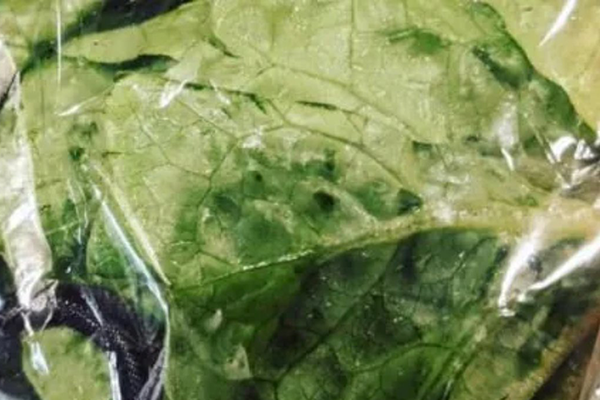 Article image for Unwelcome hitchhiker found in pack of lettuce