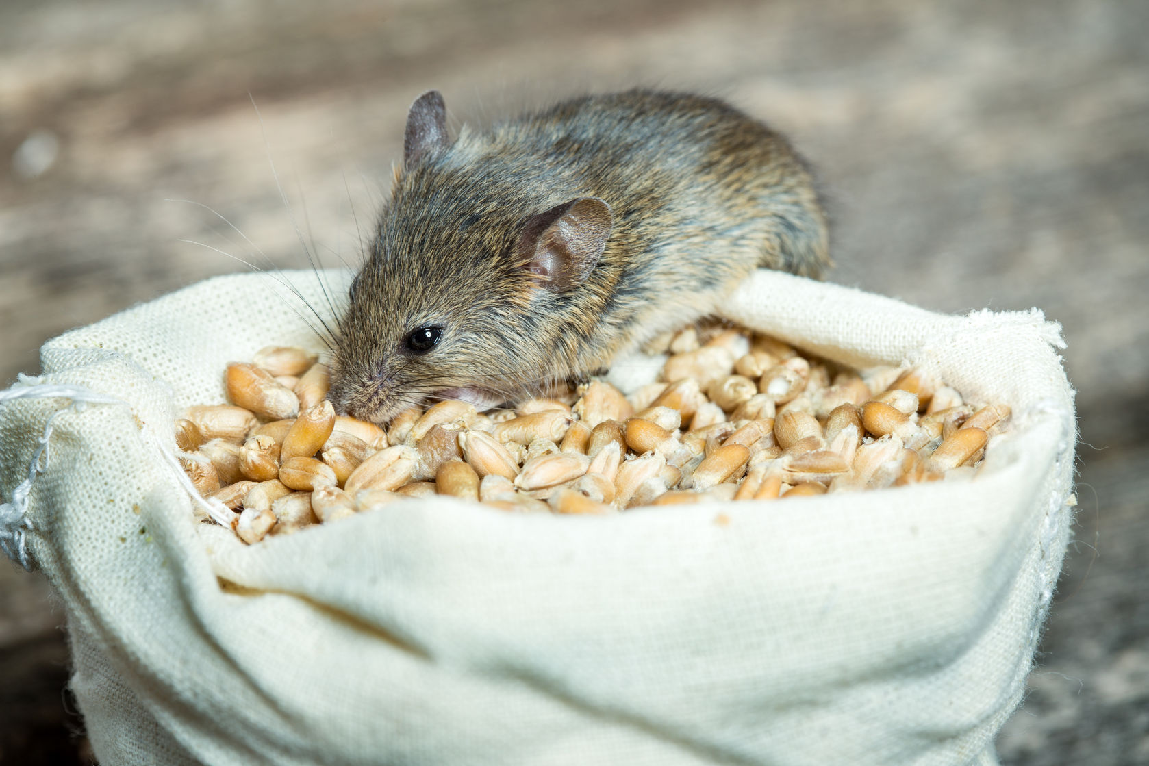 ‘There is no getting away from it,’ the mice plague riddles Dubbo