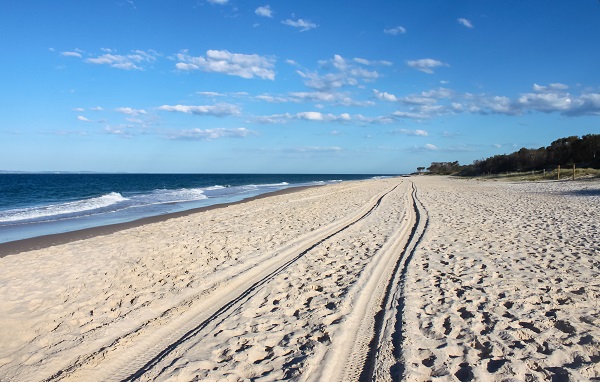 Birds deliberately ‘mowed down’ by 4WD on Bribie Island beach