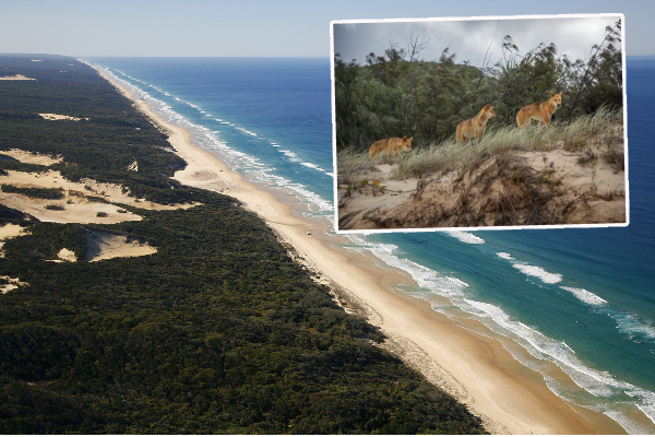 Article image for Dire warning after another attack on a young child at Fraser Island