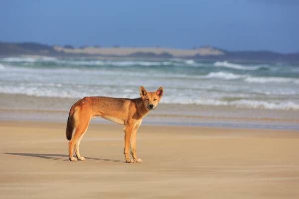 Article image for Dingo-proof fence announcement welcome news amid Fraser Island’s tourism boom