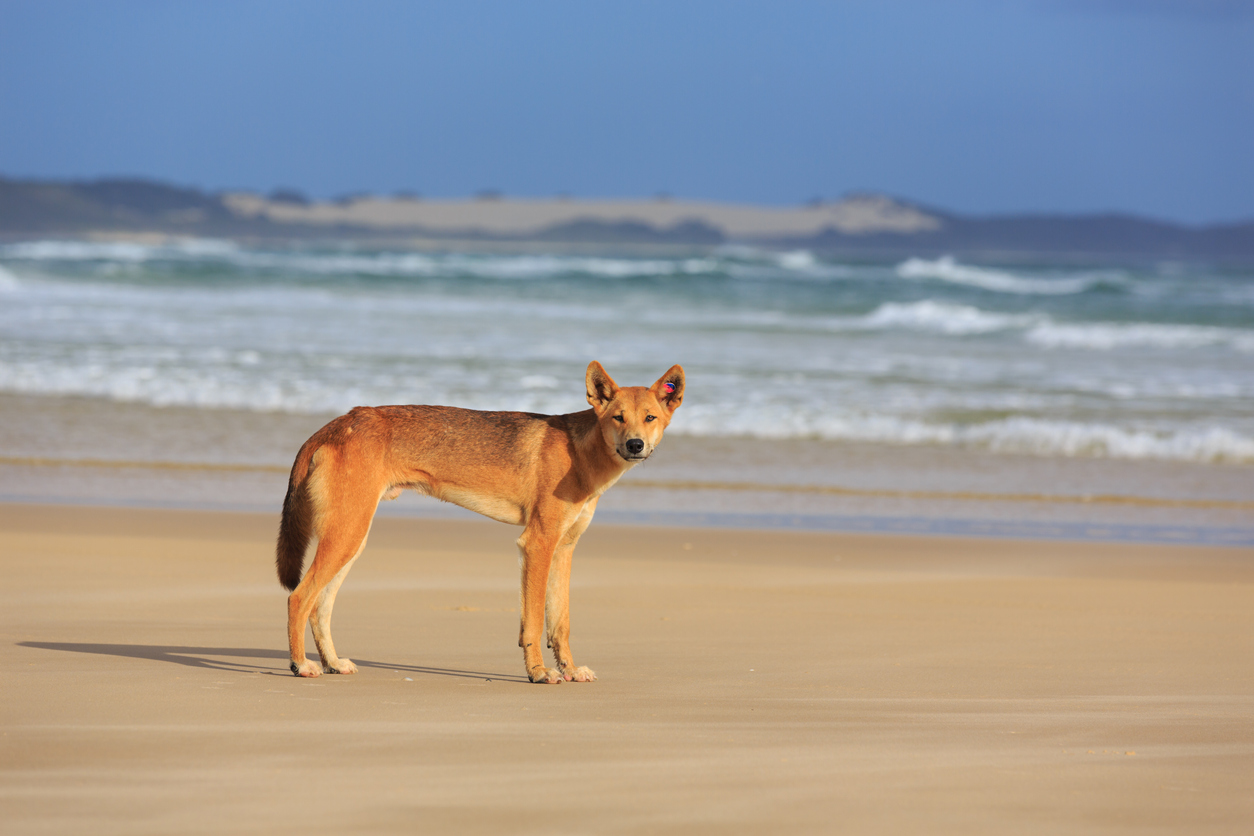 Dingoes on K’gari becoming even craftier