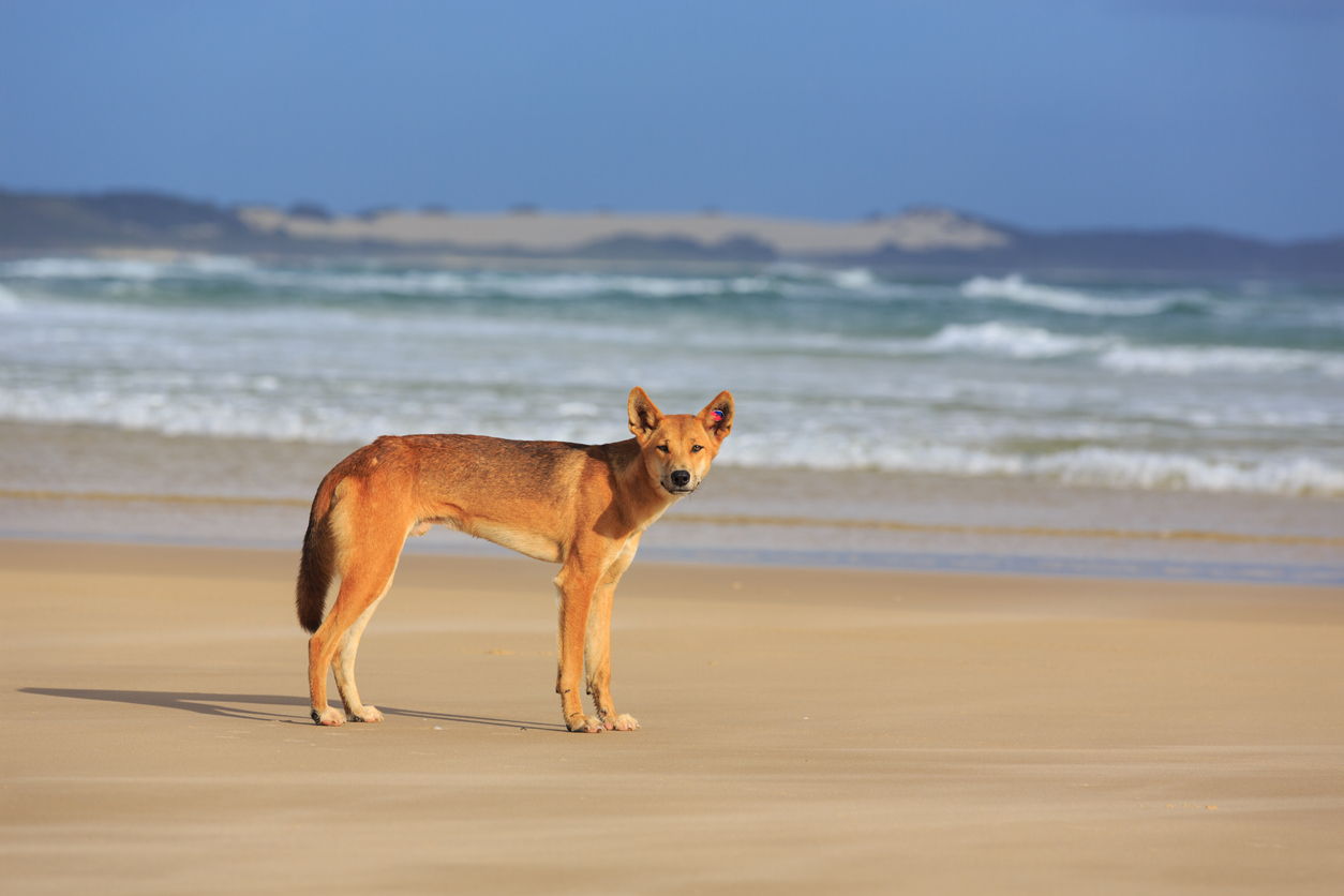 Dingo-proof fence announcement welcome news amid Fraser Island’s tourism boom